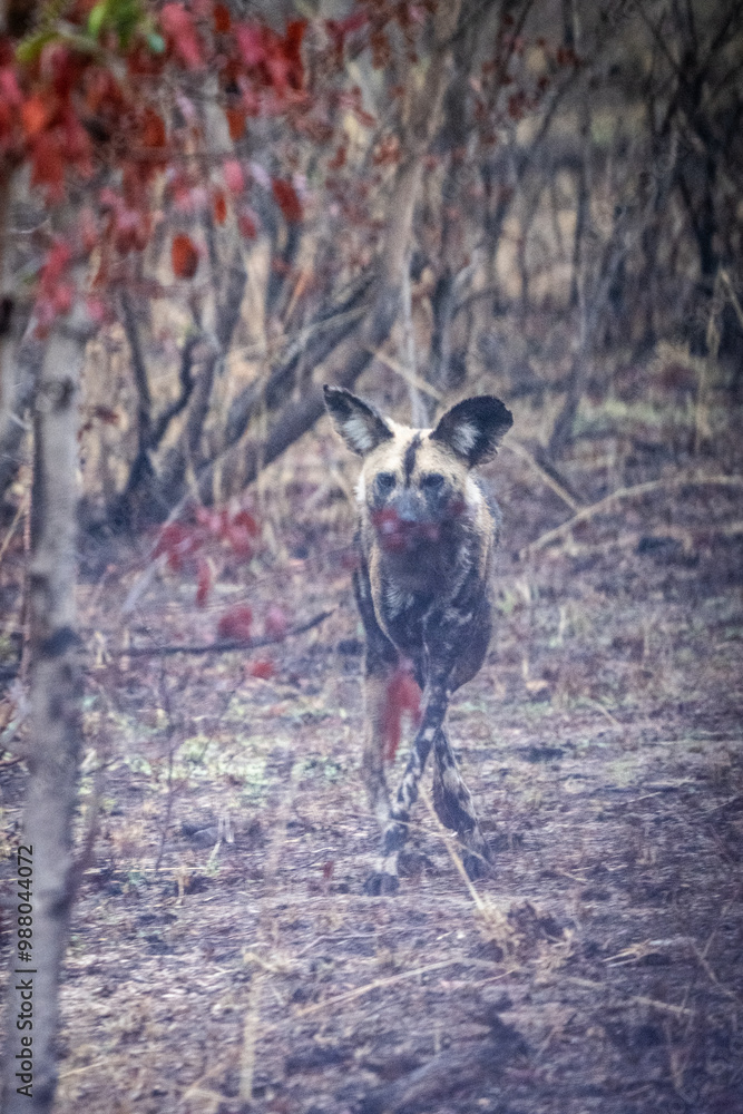 African wild dog in the forest with red leaves visible African wild dog in the forest with red leaves visible