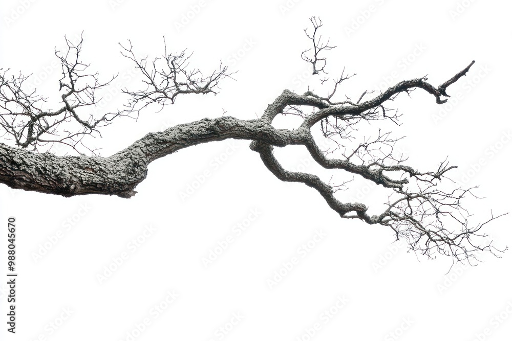 Obraz premium Tree branch against sky on solid white background, single object