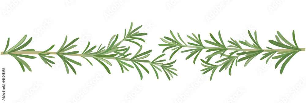 Naklejka premium Rosemary leaf border. Hand drawn vector illustration.
