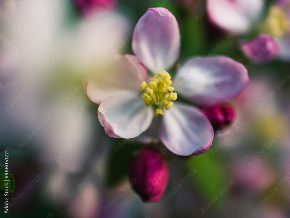 Spring blossom in the park Spring blossom in the park