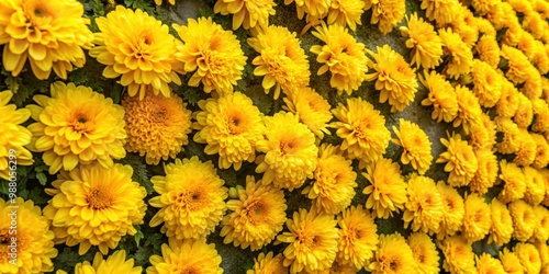 Vibrant wall of bright yellow flowers with blooming petals, spring, nature, background, colorful, garden, floral, sunshine