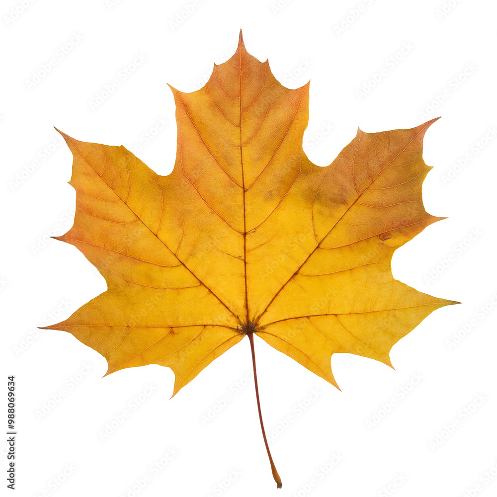 Fototapeta premium Autumn maple leaf isolated on a transparent background for versatile design use