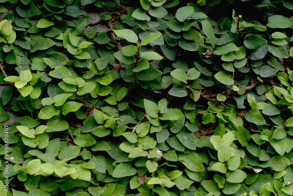Green background made of small leaves clinging to the wall surface. Green background made of small leaves clinging to the wall surface.