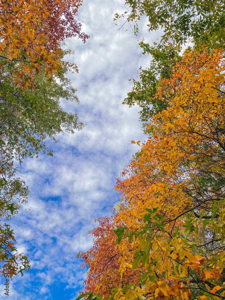 A scenic autumn path through a forest with golden trees and benches, covered in fallen leaves, creating a peaceful and serene environment perfect for a quiet walk in nature. A scenic autumn path through a forest with golden trees and benches, covered in fallen leaves, creating a peaceful and serene environment perfect for a quiet walk in nature.