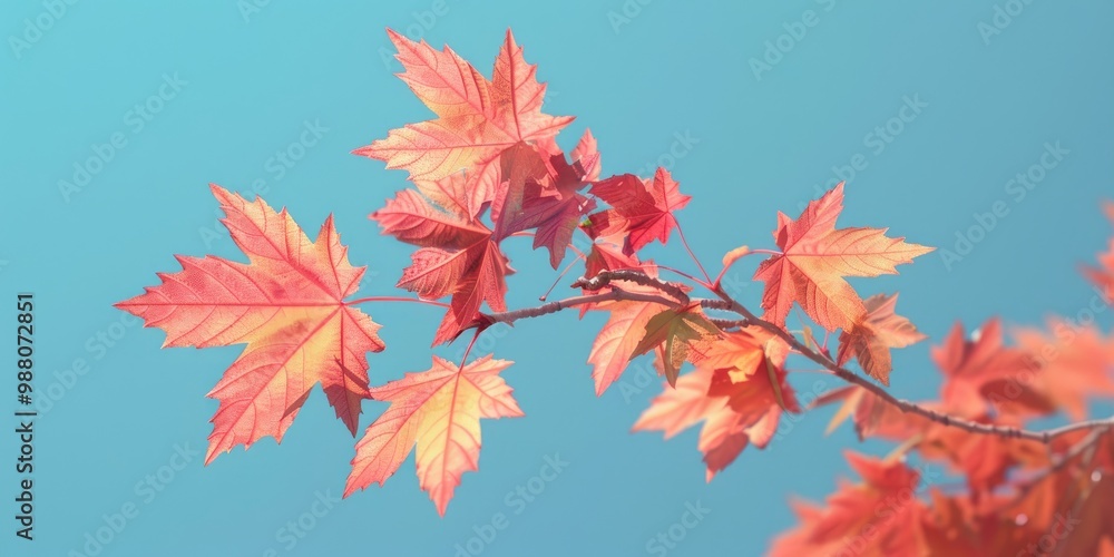 Acer x freemanii, also known as Freeman maple, belongs to the Sapindaceae family. Acer x freemanii, also known as Freeman maple, belongs to the Sapindaceae family.