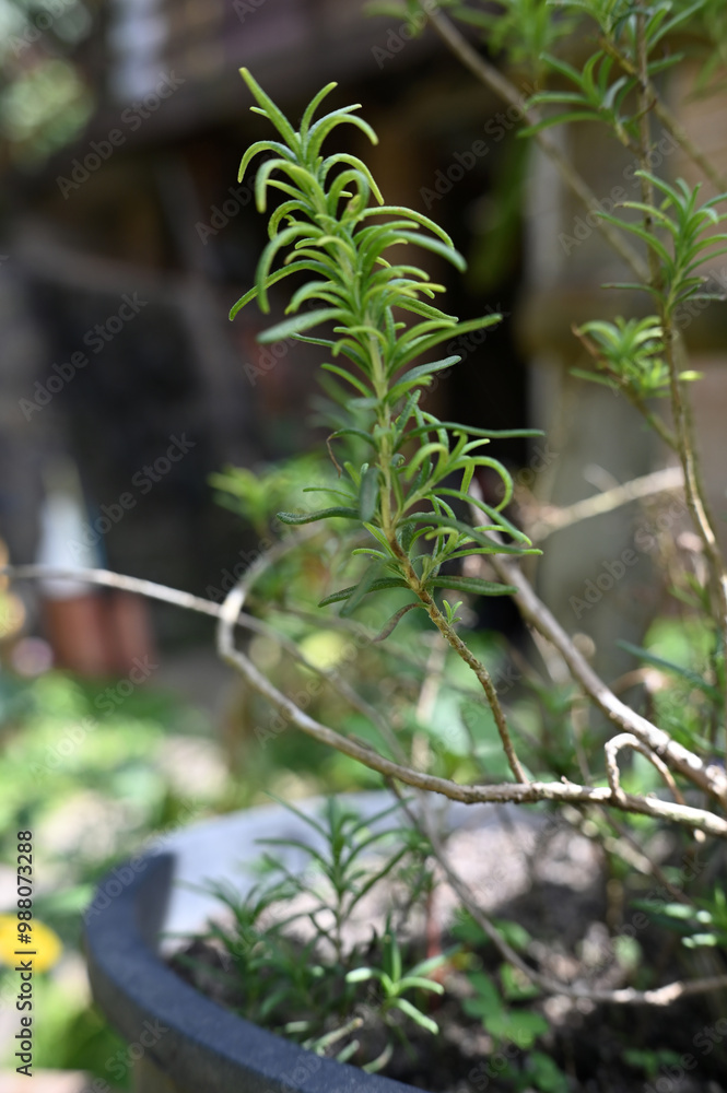 aromatic herbs spices vegetation natural plants beauty and perfumery botanical nature aromatic herbs spices vegetation natural plants beauty and perfumery botanical nature