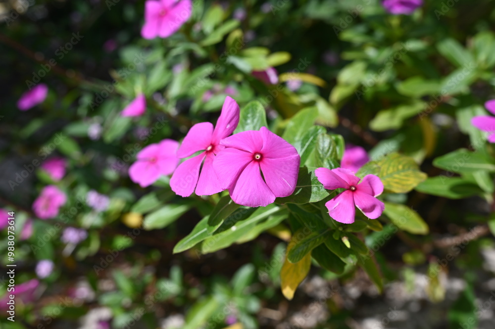 vegetation garden plants colorful flowers beauty and perfume botany nature vegetation garden plants colorful flowers beauty and perfume botany nature