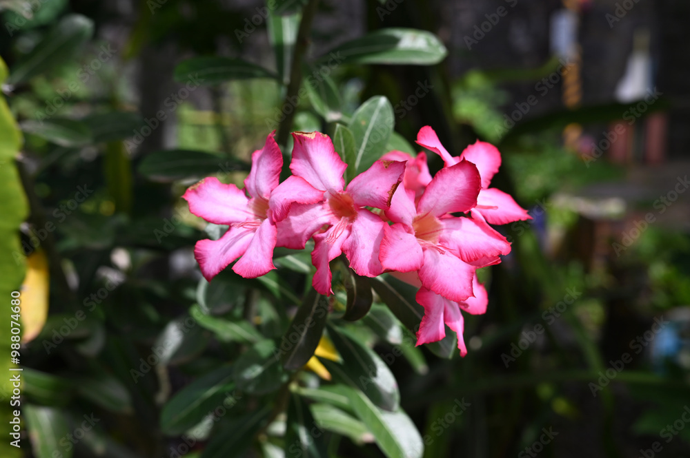 vegetation garden plants colorful flowers beauty and perfume botany nature vegetation garden plants colorful flowers beauty and perfume botany nature