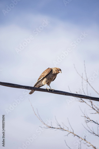 bird on a cable