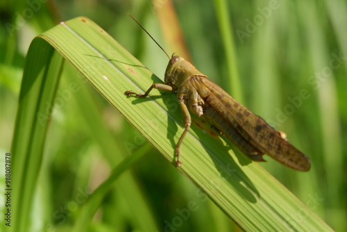 leaf-eating grasshoppers in the fields photo