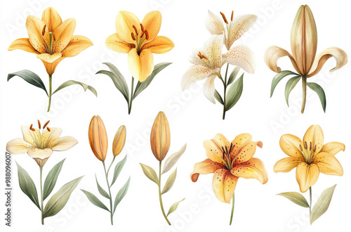 A Series of Garden Lilies in Various Shapes and Forms for a Stunning and Graceful Floral Arrangement