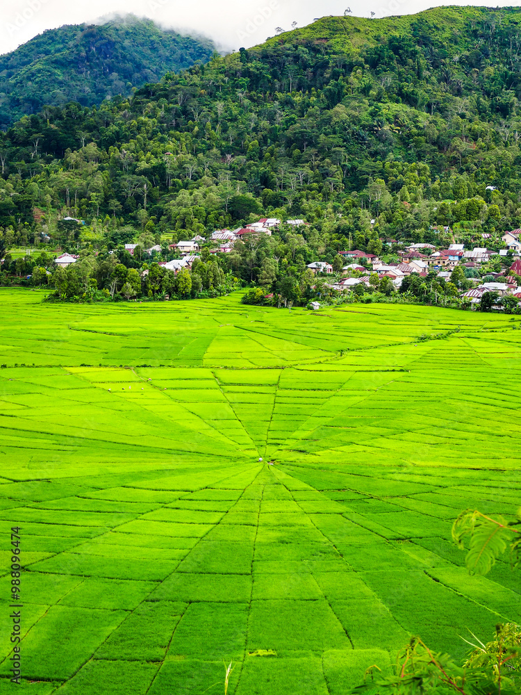 Φωτογραφία Spider web rice fields in Lodok Cara village in Flores island, East Nusa Tenggara, Indonesia