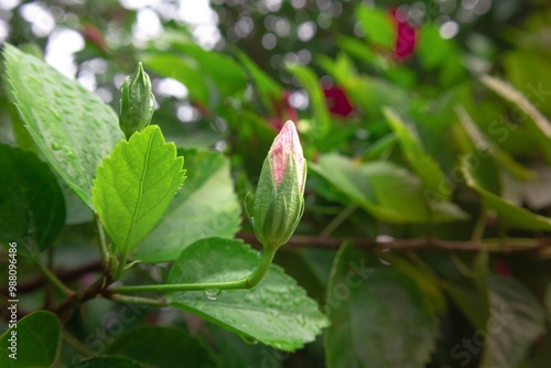 pink hibiscus flower bud flowers also known as rose of althea, rose mallow, Syrian ketmia, shrub althea, or simply althea.