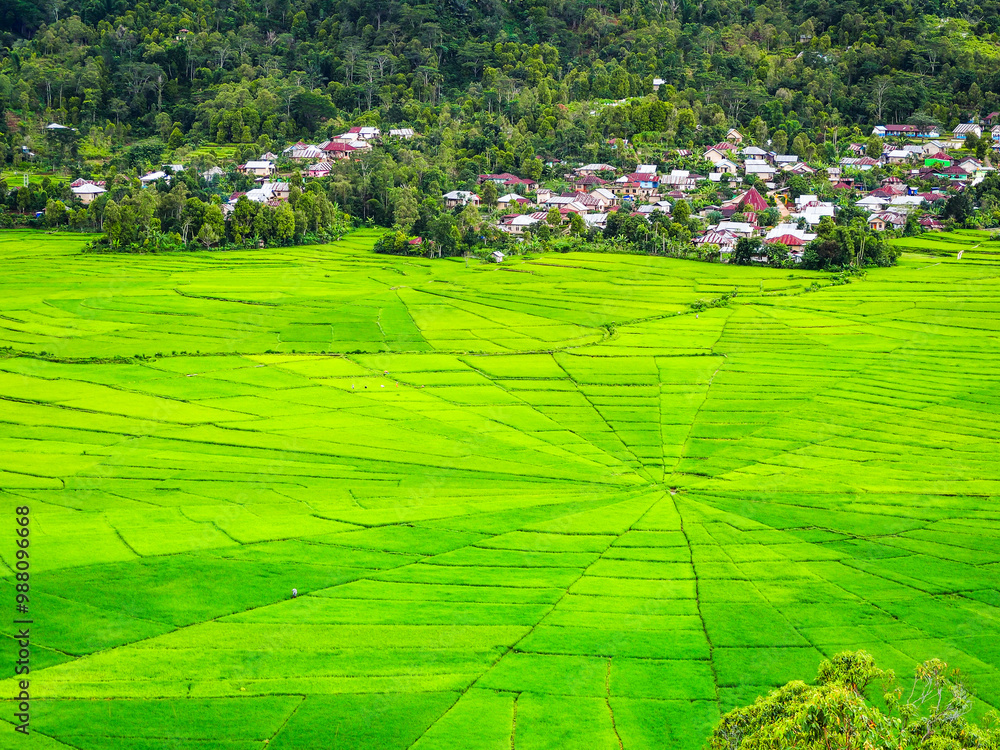 Φωτογραφία Spider web rice fields in Lodok Cara village in Flores island, East Nusa Tenggara, Indonesia