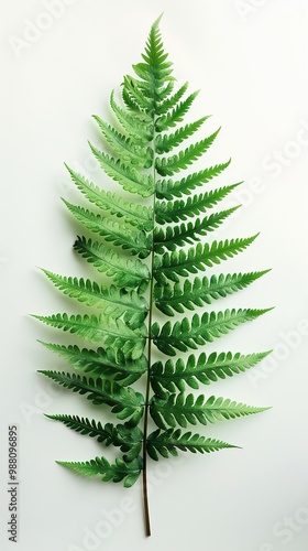 Green Fern Leaf on White Background - Nature Photography