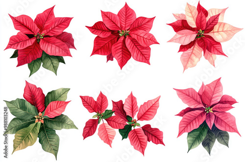 A Variety of Poinsettia Flowers in Different Arrangements for Festive and Classic Holiday Decor