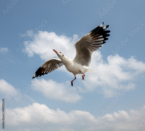 Seagulls flying in the blue sky, chasing after food to eat at Bangpu, Thailand. photo