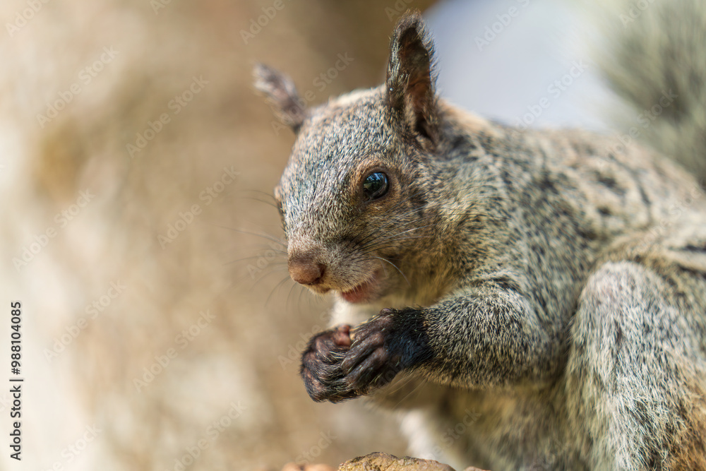Fototapeta premium Close-up of the head of a squirrel eating
