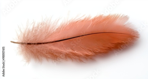 Vibrant orange feather on a white background