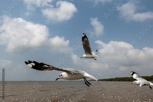 Seagulls flying in the blue sky, chasing after food to eat at Bangpu, Thailand. photo