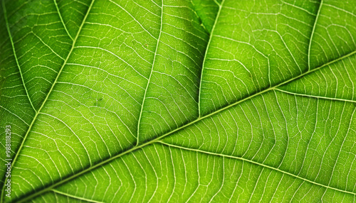 Green leaf background texture, macro