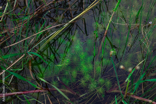 This aquatic plant grows and blooms pink flowers in the rainy season in Myanmar. For the Burmese people, it is used in clear soups and has a sour and delicious taste. (Myriophyllum aquaticum) photo