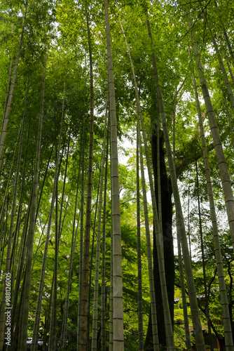 Bamboo Forest Path shuzenji Onsen ZEKKEI Japan Chikurin-no-Komichi SORA August 2024