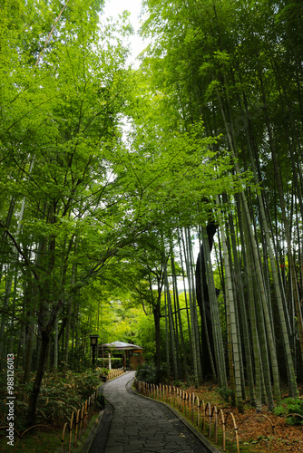 Bamboo Forest Path shuzenji Onsen ZEKKEI Japan Chikurin-no-Komichi SORA August 2024