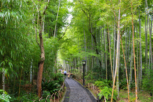 Bamboo Forest Path shuzenji Onsen ZEKKEI Japan Chikurin-no-Komichi SORA August 2024