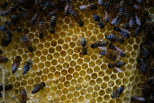 Apiary Ethers