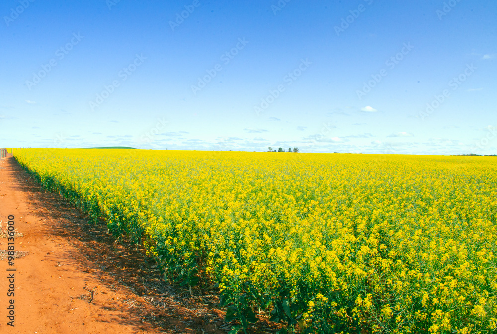 Fototapeta premium Yellow Canola Field Under a Clear Blue Sky
