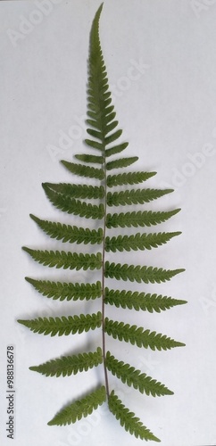  a leaf from the fern plant 