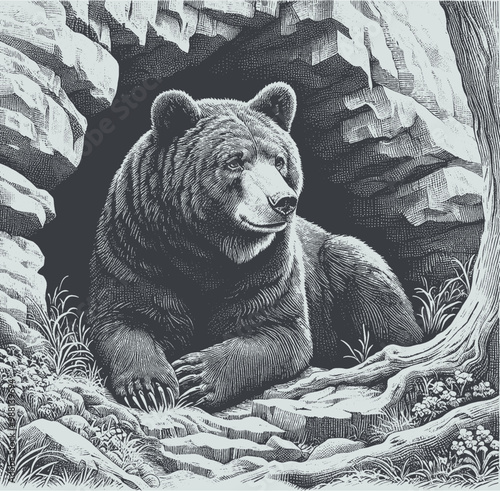 bear vector illustration