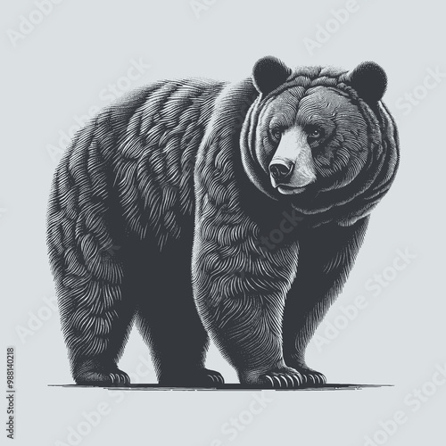 bear vector illustration