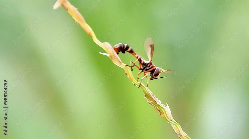Ocyptamus is a large and diverse genus of over 200 hoverfly species found mostly in the Neotropical region. Ocyptamus is a large and diverse genus of over 200 hoverfly species found mostly in the Neotropical region.