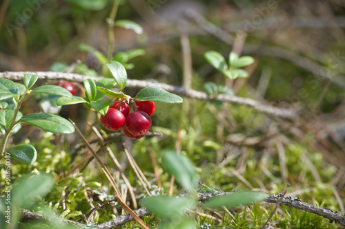 Lingonberry plants with red berries in a forest setting, surrounded by moss and foliage