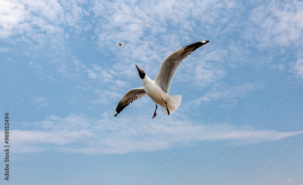 Seagulls flying in the blue sky, chasing after food to eat at Bangpu, Thailand. Seagulls flying in the blue sky, chasing after food to eat at Bangpu, Thailand.