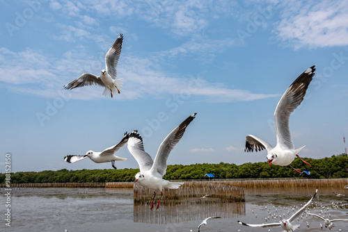 Seagulls flying in the blue sky, chasing after food to eat at Bangpu, Thailand. photo