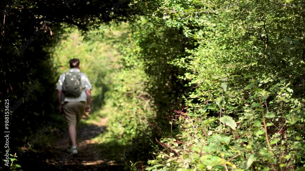 Hiker Walking Through Forest Trail Hiker Walking Through Forest Trail