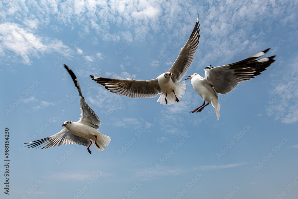 Obraz premium Seagulls flying in the blue sky, chasing after food to eat at Bangpu, Thailand.