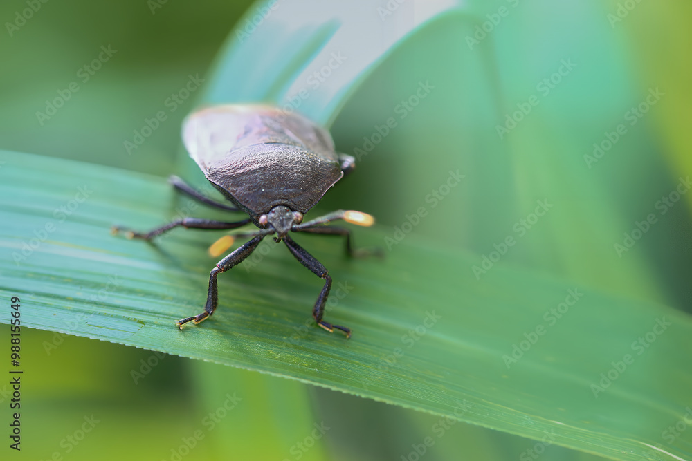 A photograph of a metallic shield bug (Coridius chinensis) perched on a vibrant green leaf. The insect's shiny, iridescent exoskeleton and intricate compound eyes are captured in stunning detail. A photograph of a metallic shield bug (Coridius chinensis) perched on a vibrant green leaf. The insect's shiny, iridescent exoskeleton and intricate compound eyes are captured in stunning detail.