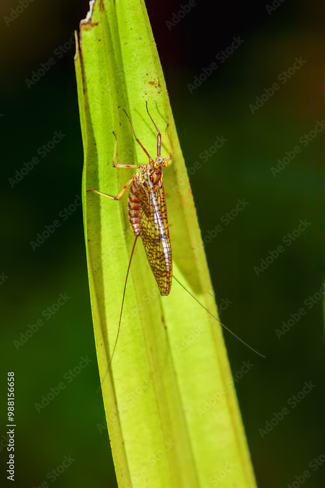 A delicate mayfly, an ephemeroptera insect, is perched on a green leaf. The insect's intricate details, including its transparent wings and long antennae, are captured in this close-up shot. Taiwan. A delicate mayfly, an ephemeroptera insect, is perched on a green leaf. The insect's intricate details, including its transparent wings and long antennae, are captured in this close-up shot. Taiwan.
