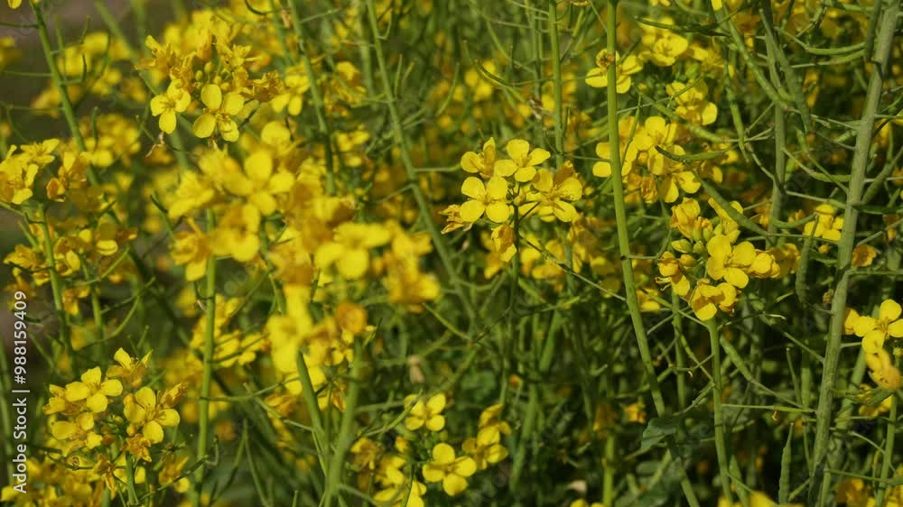 Mustard plant with yellow flowers and seeds almost matured with upward pan. Mustard plant with yellow flowers and seeds almost matured with upward pan.
