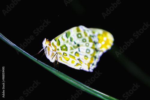 A delicate Euchloe butterfly is perched on a slender blade of grass. Its vibrant green and white wings are beautifully detailed, and its body is highlighted against a dark background. Taiwan. photo