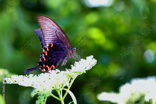 A stunning Chinese Peacock Butterfly (Papilio bianor) perched gracefully on delicate white blossoms. Its iridescent blue-black wings and vibrant red markings create a captivating. Taiwan. photo