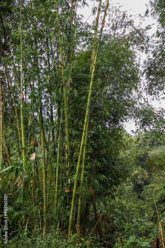 Bamboo forest in the middle of cloudy weather
