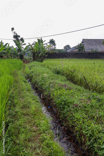 Rice field embankments and irrigation channels