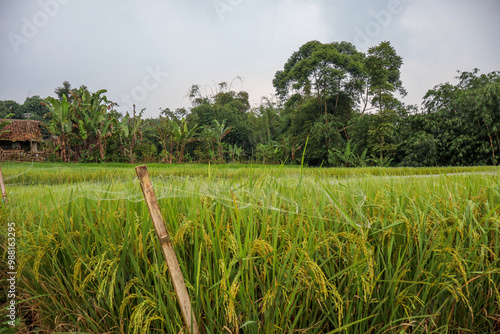 The expanse of green rice fields is not yet ready for harvest under cloudy skies.