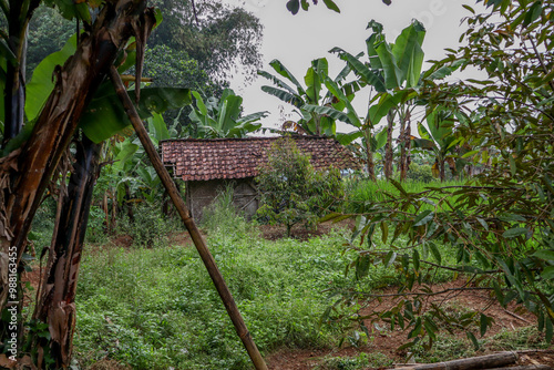 A modest pavilion house in the middle of a rice field