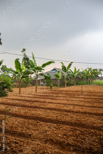 Freshly plowed field land ready for planting under cloudy skies with Banana trees
